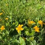 Caltha palustrisFlor