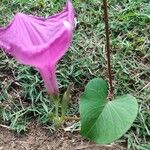 Ipomoea asarifolia Leaf