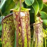 Nepenthes campanulata ഇല