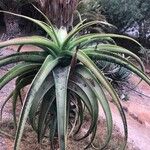 Aloe helenae পাতা