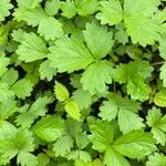 Potentilla norvegica Leaf