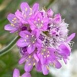 Armeria maritimaFlower