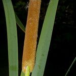 Typha domingensis പുറംതൊലി