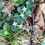 Mitchella repens Flower
