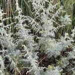 Artemisia maritima ᱵᱟᱦᱟ