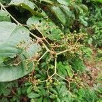 Harungana madagascariensis Fruto