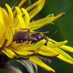 Taraxacum rubicundum Blodyn