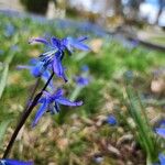 Scilla sibericaFlower