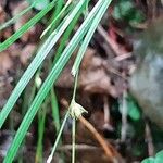 Carex remota Kwiat