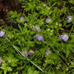 Nemophila phacelioides Хабит