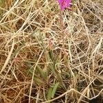 Talinum portulacifolium Hábito