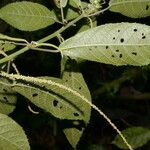 Acalypha apodanthes Levél