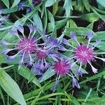 Centaurea montana Blüte