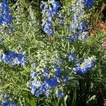 Salvia azurea Облик