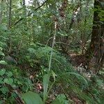 Veratrum nigrum 形態