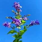 Duranta erecta Flor