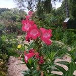 Penstemon hartwegii Çiçek