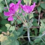 Erodium manescavi ফুল