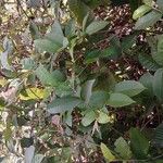 Parinari excelsa Folha