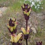 Pedicularis sceptrum-carolinum Virág