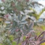 Acacia baileyana Hostoa
