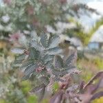 Acacia baileyana Blad