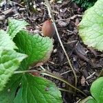 Podophyllum hexandrum Vili