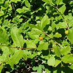 Lonicera conjugialis Habitat