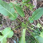 Rumex pulcher Leaf