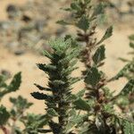 Forsskaolea tenacissima Other