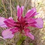 Anacamptis papilionacea फूल