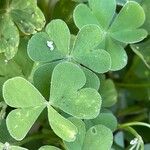 Oxalis articulata Hoja