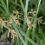 Cyperus longus Flower