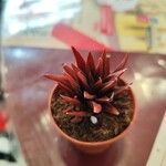 Haworthia angustifolia Foglia