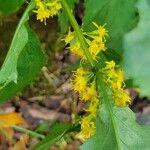 Solidago flexicaulisΛουλούδι