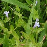 Lindernia dubia Blomma