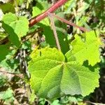 Pavonia argentina Leaf