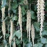 Garrya elliptica Flower