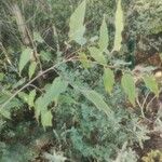 Celtis australis Yaprak