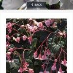 Begonia Grandis Subsp EvansianaÇiçek