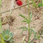 Papaver hybridum Folha