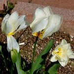 Tulipa fosteriana Deilen