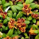 Kalmia procumbens 形态