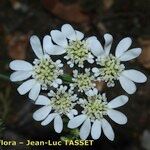Orlaya grandiflora 花