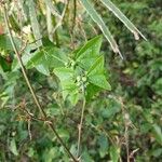 Passiflora citrina Φύλλο