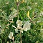 Vicia grandiflora 花