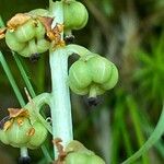 Pyrola minor Fruit