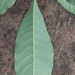 Voacanga chalotiana Leaf