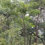Albizia adianthifolia Dalc'h