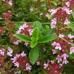 Thymus pulegioides Folio